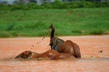 kenya 098